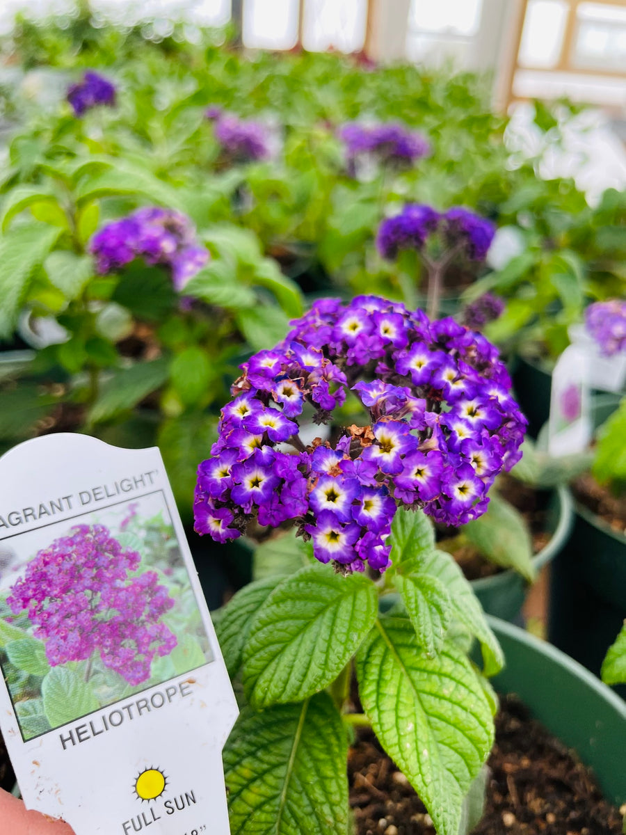 Most Fragrant Flowers Fanny's Farmhouse