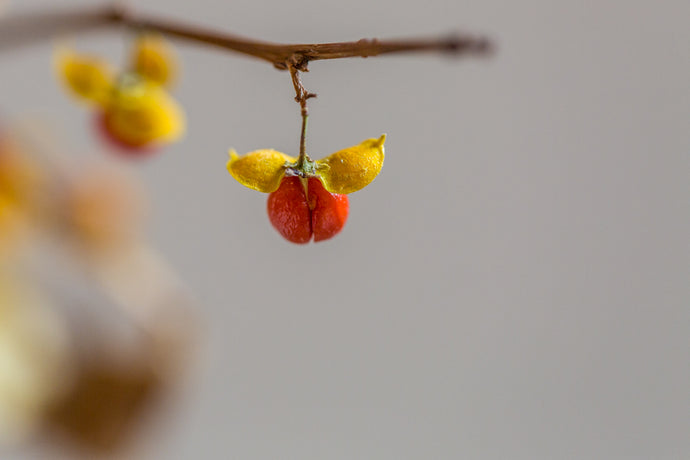 Tomatoes