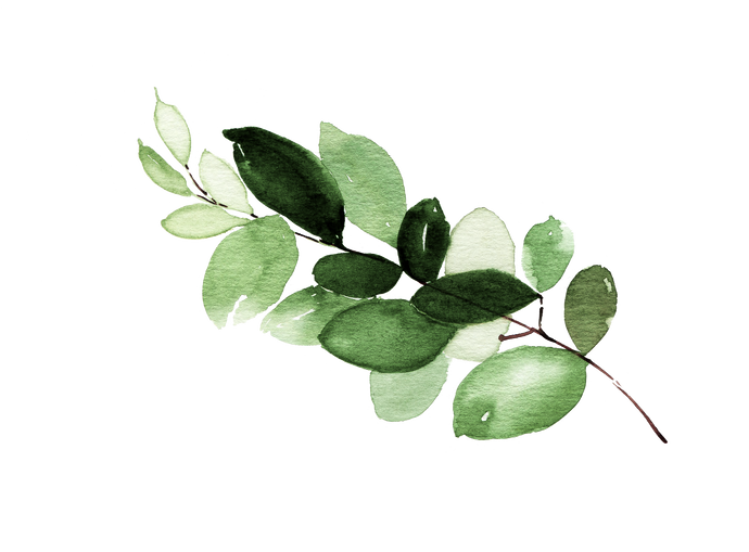 plants